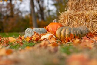 squash near hey by Joseph Gonzalez courtesy of Unsplash.