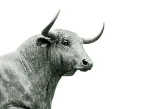 bull grayscale photo by Hans Eiskonen courtesy of Unsplash.